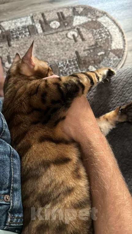 Кошки в Ростове-на-Дону: Пропала малышка Девочка, Бесплатно - фото 3