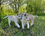 Собаки в других городах Ростовской области: Хаски отличные щенки  Мальчик, 25 000 руб. - фото 3