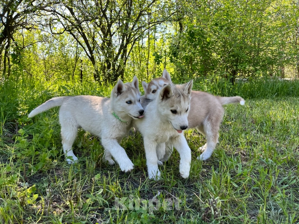 Собаки в других городах Ростовской области: Хаски отличные щенки  Мальчик, 25 000 руб. - фото 3