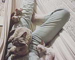 Кошки в Краснодаре: Сапфир  Мальчик, 45 000 руб. - фото 4