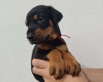 Собаки в других городах Московской области: Щенки добермана Мальчик, 70 000 руб. - фото 1