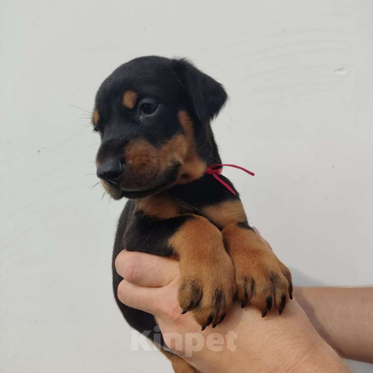 Собаки в других городах Московской области: Щенки добермана Мальчик, 70 000 руб. - фото 1