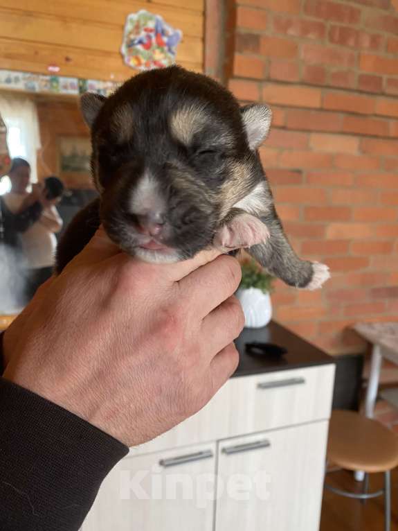 Собаки в других городах Свердловской области: Щенок Мальчик, Бесплатно - фото 3
