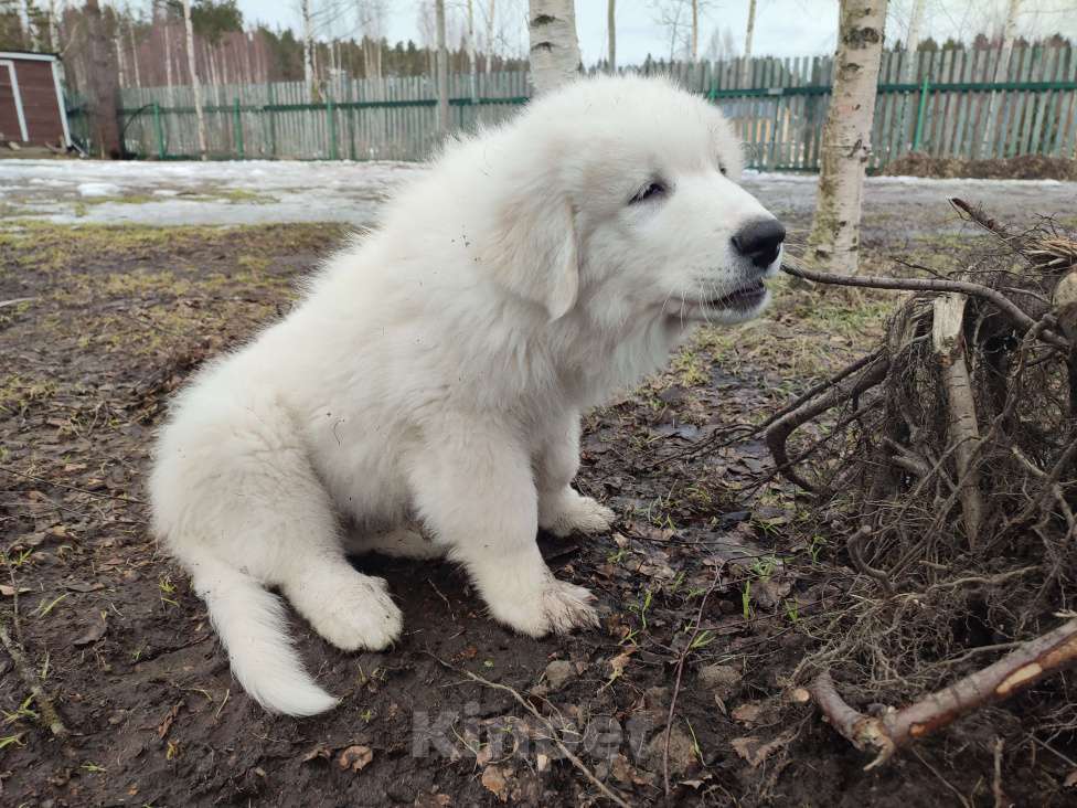 Собаки в других городах Ленинградской области: Пиренейская горная собака плановые щенки Мальчик, 70 000 руб. - фото 6