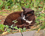 Кошки в Нижнем Новгороде: Котик в добрые руки  Мальчик, Бесплатно - фото 8