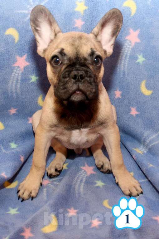 Собаки в Липецке: Французский бульдог. Щенки "соболиного окраса" Мальчик, 80 000 руб. - фото 5