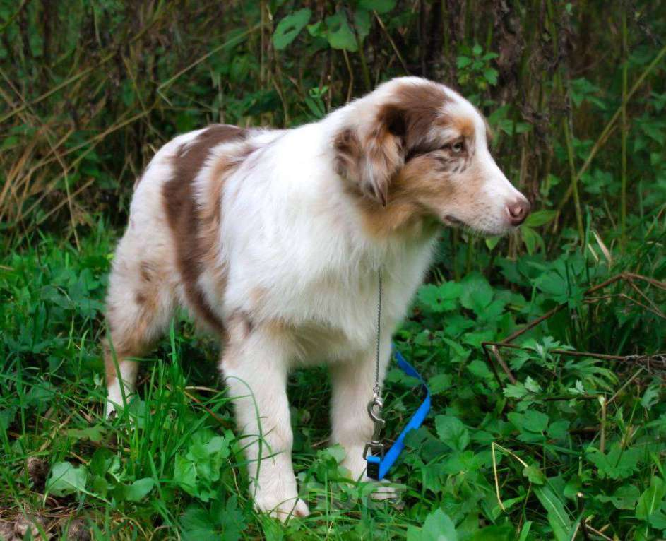 Собаки в Москве: Щенок Австралийской овчарки, Аусси  Мальчик, 75 000 руб. - фото 6