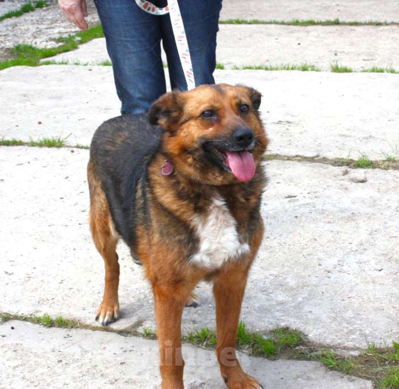 Собаки в Москве: Ищем человека на самую главную роль в жизни собаки - хозяина! Девочка, Бесплатно - фото 8