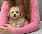 Собаки в Москве: Мальтипу мальчик 1 Мальчик, 150 000 руб. - фото 5