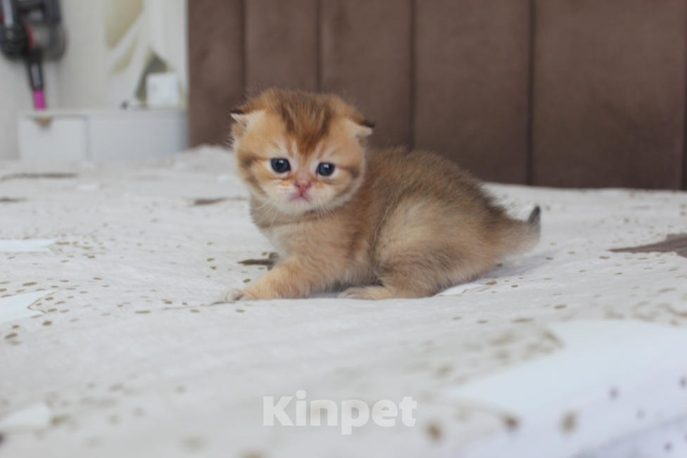 Кошки в Казани: Котик Мальчик, 45 000 руб. - фото 1