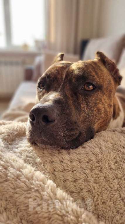 Собаки в Санкт-Петербурге: Питбуль Мунна ищет дом! Девочка, Бесплатно - фото 5