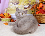 Кошки в Мурином:  Британская кошечка. Окрас лилово-черепаховый Девочка, 30 000 руб. - фото 4