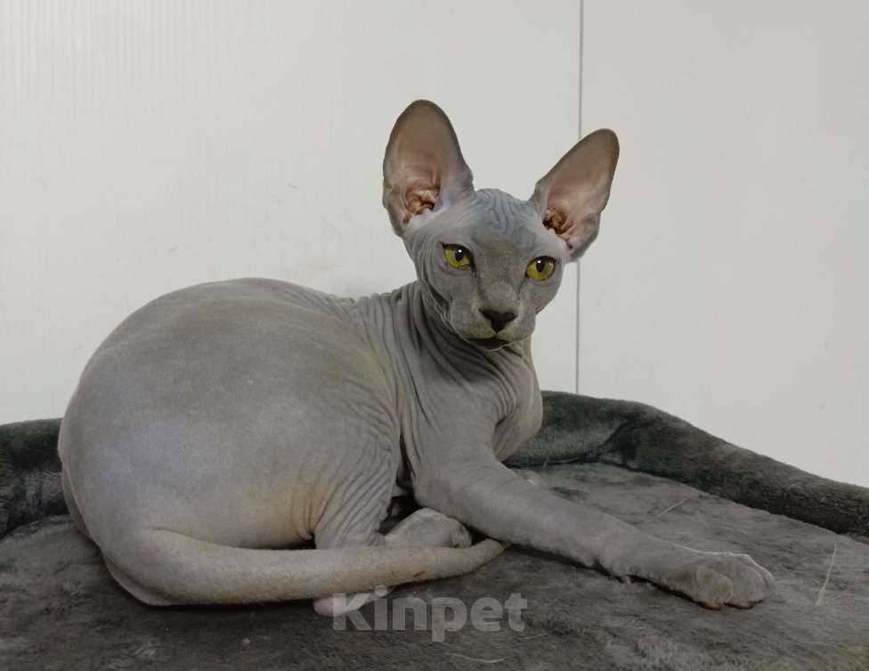 Кошки в Москве: Голубые эксклюзивные эльфы сфинксы Девочка, 180 000 руб. - фото 4