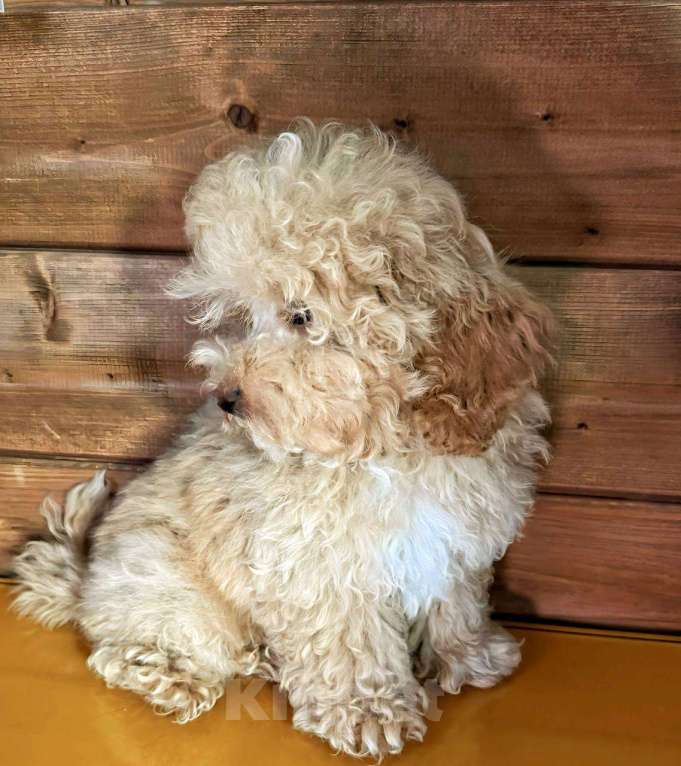 Собаки в Балашихе: Мальчик Мальтипу Мальчик, 60 000 руб. - фото 4