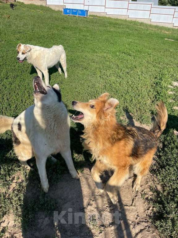 Собаки в Владимире: Девочка в добрые руки Девочка, Бесплатно - фото 5
