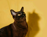 Кошки в Ливны: котята породы Европейская Бурма, 30 000 руб. - фото 6