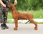 Собаки в Москве: Шикарный щенок риджбека шоу-класса Мальчик, 80 000 руб. - фото 5