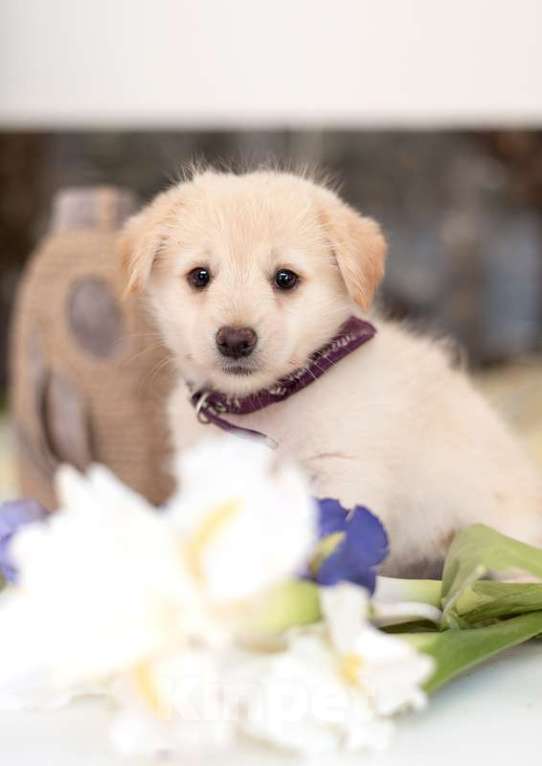 Собаки в Москве: Белые щенки от болонки и вельш корги в добрые руки Девочка, Бесплатно - фото 2