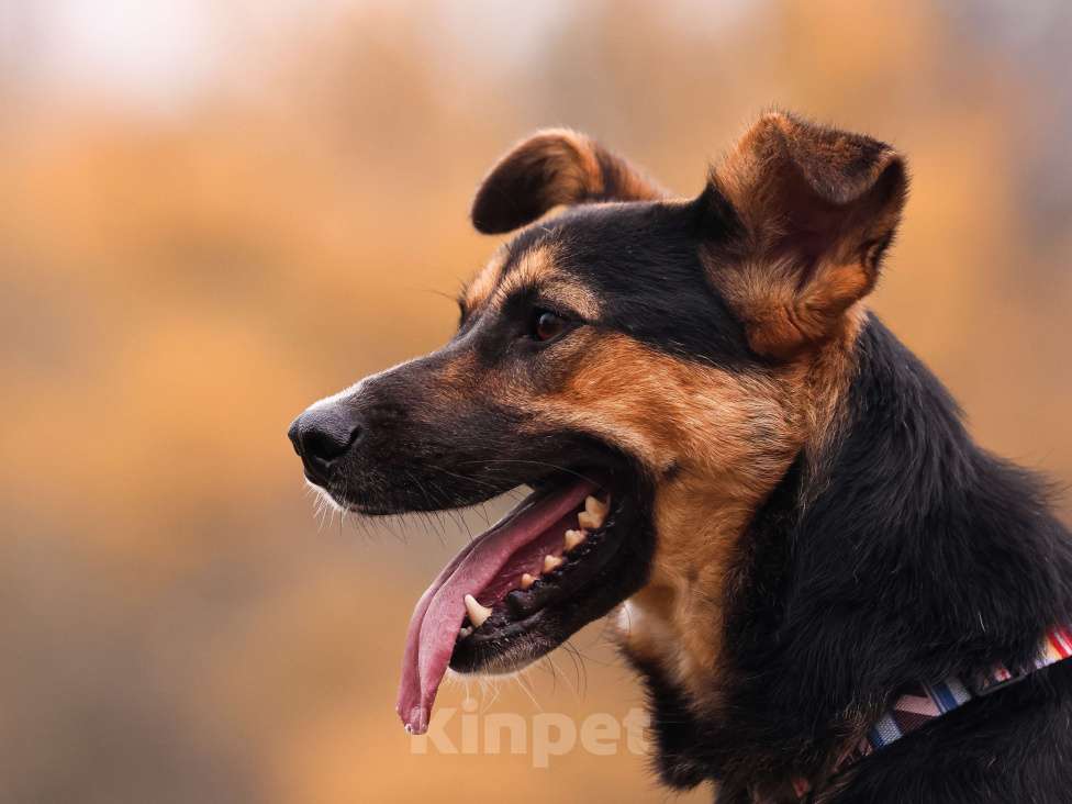 Собаки в Москве: Молодой пес в добрые руки Мальчик, Бесплатно - фото 2