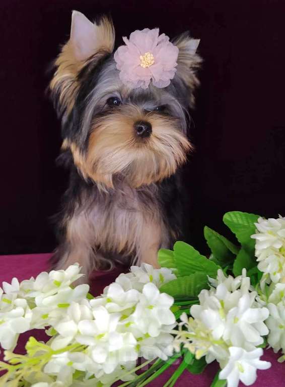 Собаки в Москве: Йоркширский терьер Девочка, 120 000 руб. - фото 2