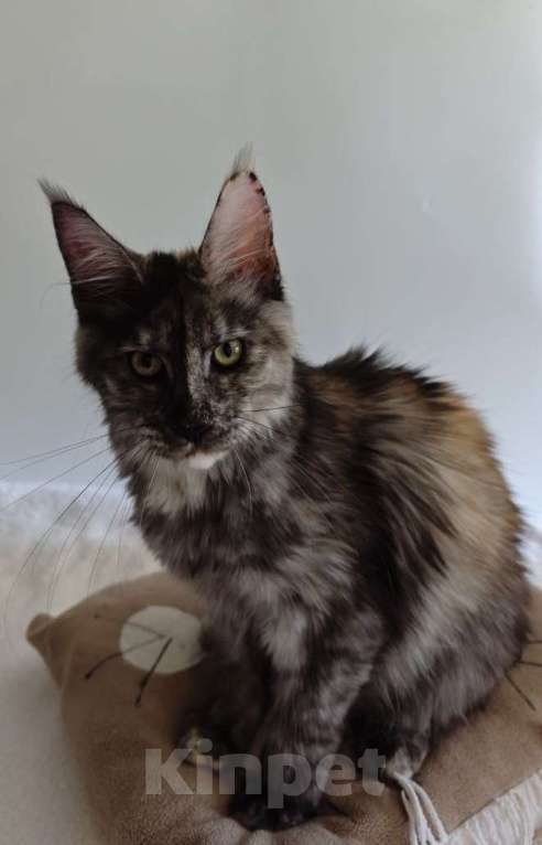 Кошки в Чайковском: Девочка Мейн кун.  MCO окрас- fs (дымная черепаха ) Девочка, 35 000 руб. - фото 8