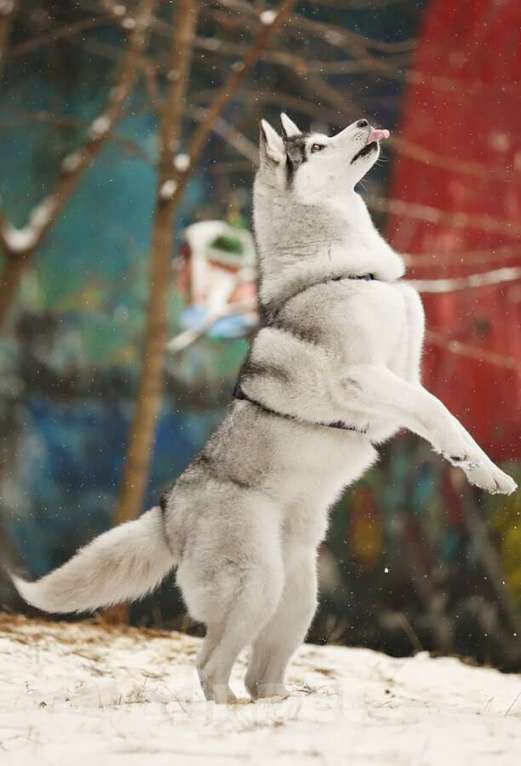Собаки в Москве: Замечательный хаски Марсель очень срочно ищет дом и заботливых родителей! Мальчик, Бесплатно - фото 5