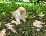 Собаки в Краснодаре: Красавчик  Мальчик, 30 000 руб. - фото 1