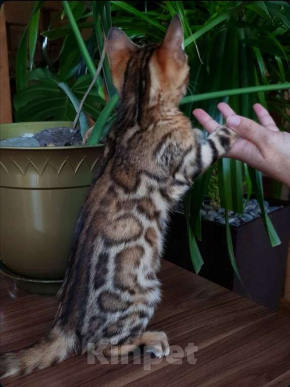 Кошки в Симферополе: Бенгальская девочка  Девочка, 60 000 руб. - фото 2