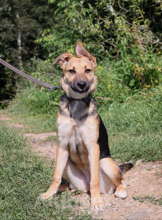 Собаки в Москве: Щенок 5 месяцев Ромашка в добрые руки  Девочка, Бесплатно - фото 4