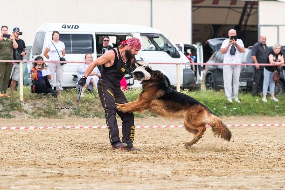 Собаки в Воронеже: Щенки немецкой овчарки Девочка, 80 000 руб. - фото 6