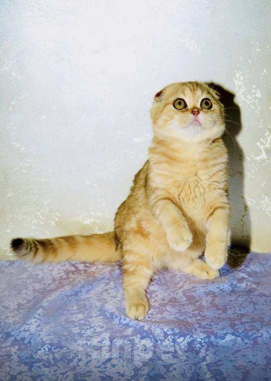 Кошки в Москве: Золотая мраморная шиншилла  Девочка, 40 000 руб. - фото 3
