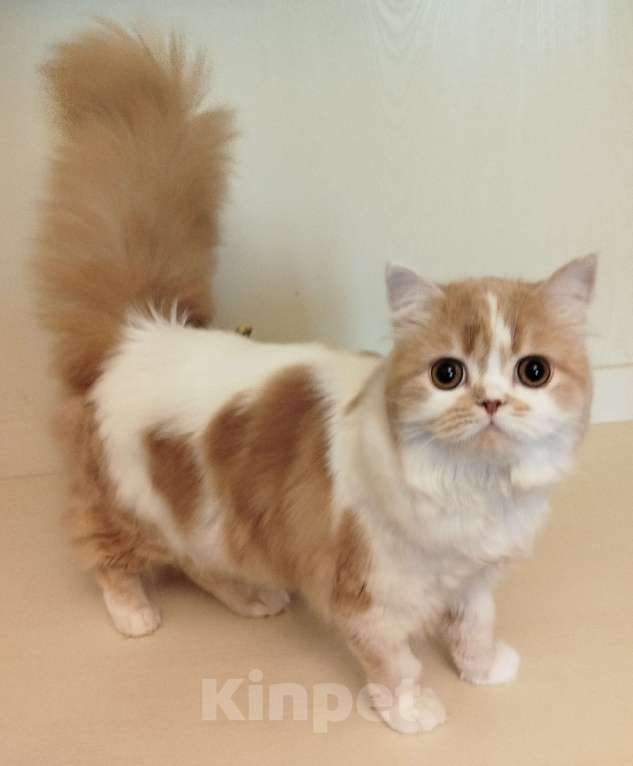 Кошки в Валдае: Кошечка- принцесса из помета победителя выставки Девочка, 30 000 руб. - фото 3