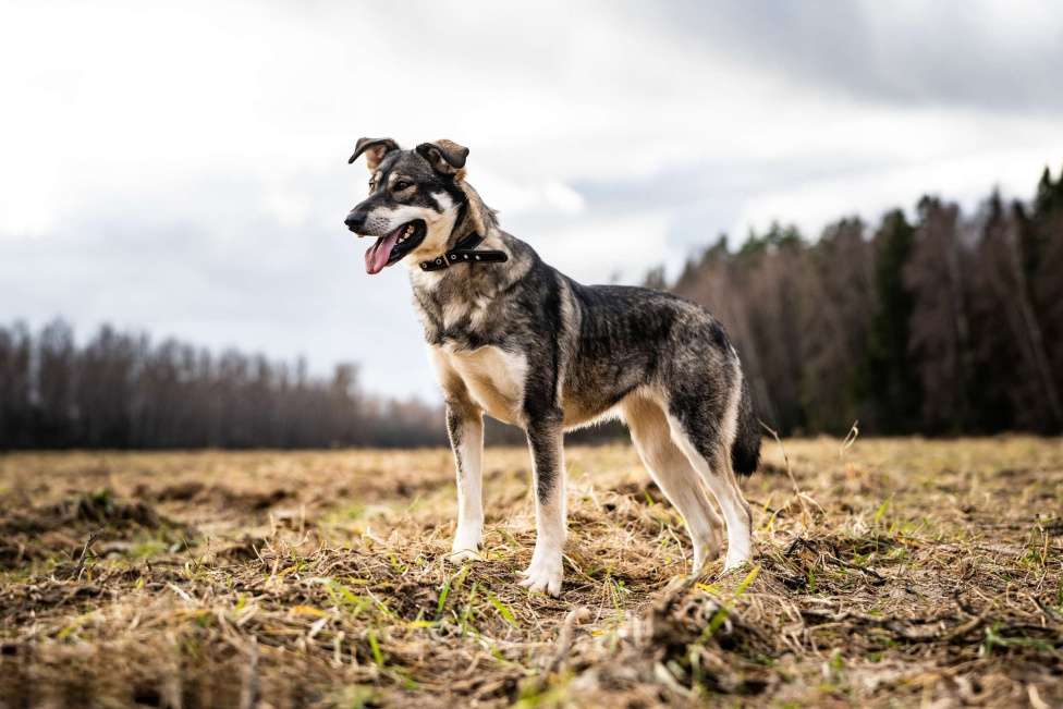 Собаки в Клине: Кайя — собака, полная радости Девочка, Бесплатно - фото 5