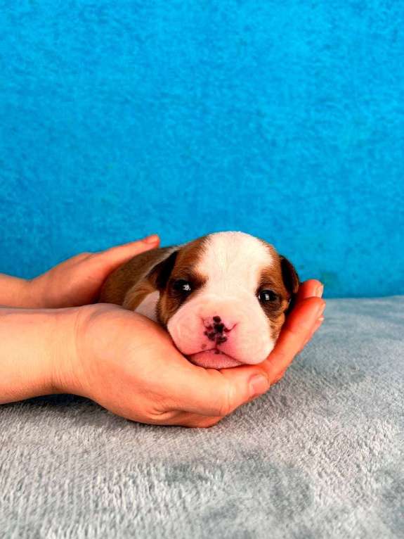 Собаки в Москве: Шикарный парень амстаффа Мальчик, 90 000 руб. - фото 7