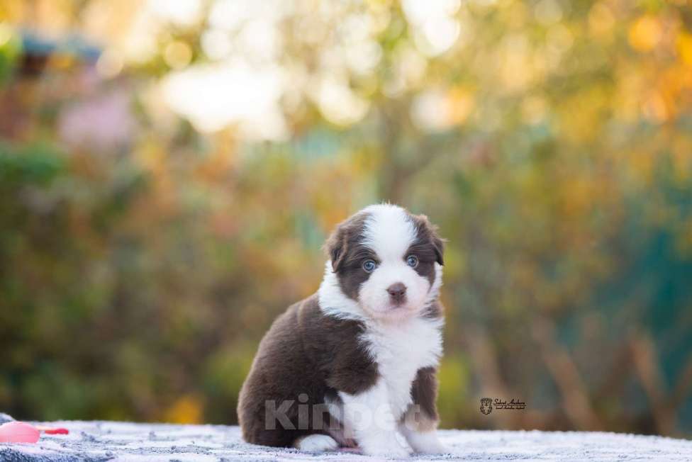 Собаки в Москве: Миниатюрная американская овчарка (мини-аусси) Мальчик, 150 000 руб. - фото 1