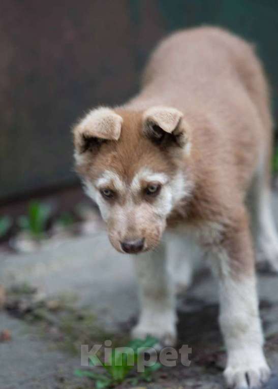 Собаки в Москве: Очаровательный щенок ищет свою семью Мальчик, Бесплатно - фото 2