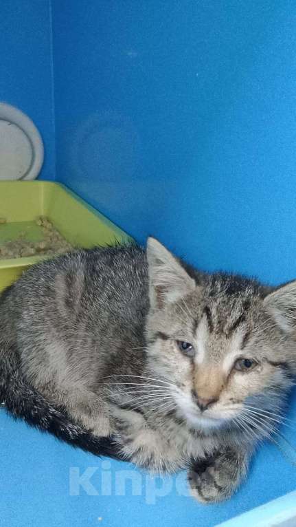 Кошки в Москве: Котенок Мегги полосатая и ласковая в добрые руки Девочка, Бесплатно - фото 4