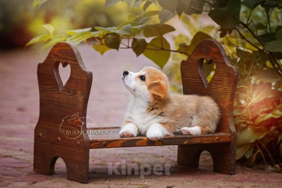 Собаки в Москве: коржики щенки Мальчик, 60 000 руб. - фото 9