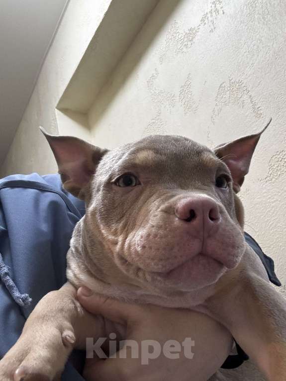 Собаки в Москве: Красивый мальчик Мальчик, 70 000 руб. - фото 4