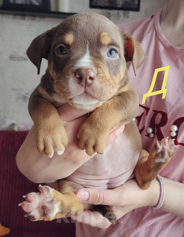 Собаки в Прокопьевске: Американский булли Девочка, 60 000 руб. - фото 2