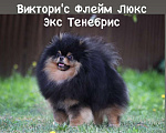 Собаки в Ивантеевке: Шикарный щенок шпица!! Померанец Мальчик, 100 000 руб. - фото 9