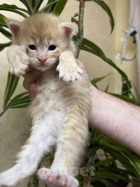 Кошки в Томске: Бронирование котенка мейн-кун Мальчик, 50 000 руб. - фото 1