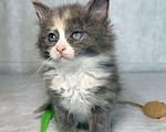 Кошки в Санкт-Петербурге: Котенок 1 месяц Астрид Девочка, Бесплатно - фото 3