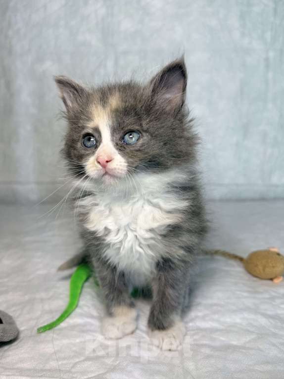 Кошки в Санкт-Петербурге: Котенок 1 месяц Астрид Девочка, Бесплатно - фото 3