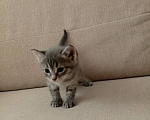 Кошки в Самаре: Котята бесплатно Девочка, Бесплатно - фото 1