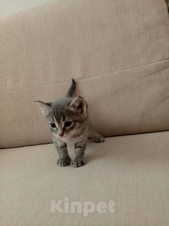 Кошки в Самаре: Котята бесплатно Девочка, Бесплатно - фото 1