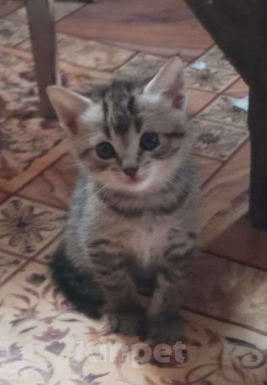 Кошки в Ульяновске: Котенок котик Мальчик, Бесплатно - фото 1