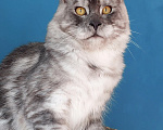 Кошки в других городах Краснодарского края: Котята Мейн-кун Разнополые, 40 000 руб. - фото 1
