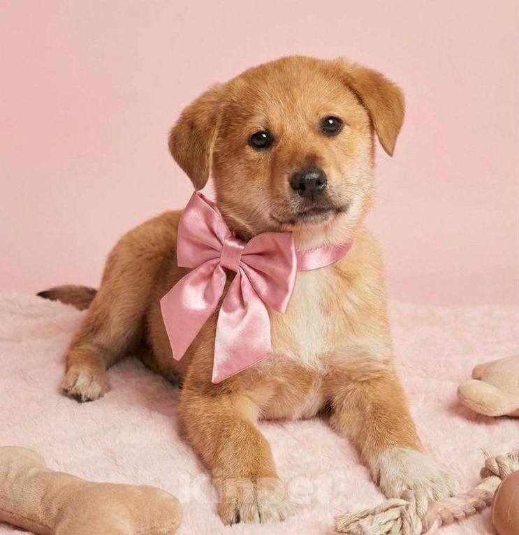 Собаки в Москве: Щенок Лада ищет дом Девочка, Бесплатно - фото 1