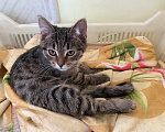 Кошки в Сергиеве Посаде: Отдам бесплатно красивую кошечку девочку! Мальчик, Бесплатно - фото 1